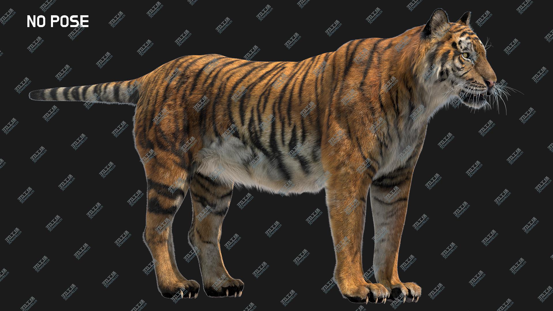 images/goods_img/2021040232/Tiger Fur 3D model/4.jpg